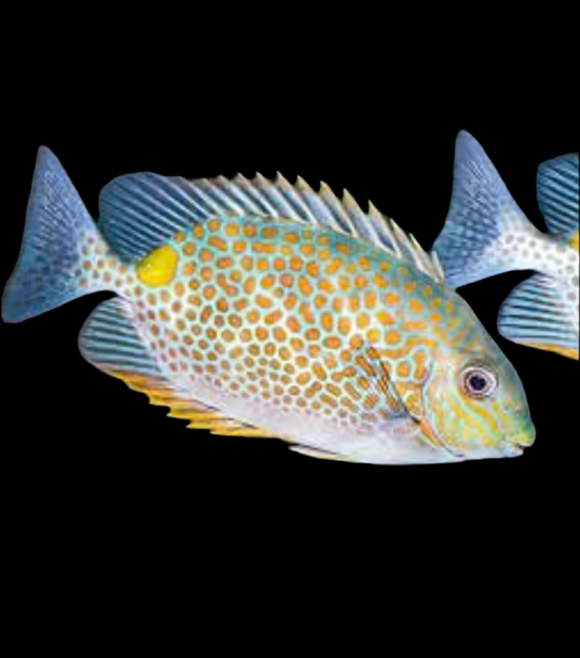 Orangespot Rabbit fish