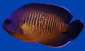 Coral Beauty Angel - Centropyge bispinosus