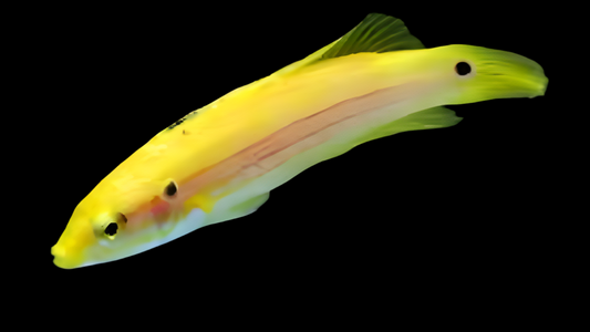 Twospot (Candy) Hogfish