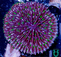 Rainbow Fungia