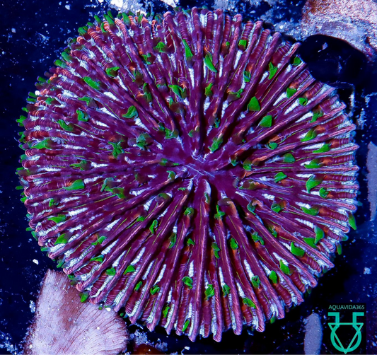 Rainbow Fungia