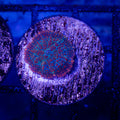 Forest fire disco Mushroom