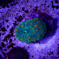 My Miami Mushroom