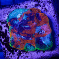 Rainbow Echinata