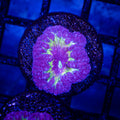 Av365 Purple Monster Blasto