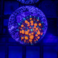 Orangeaid Bounce Mushroom
