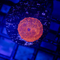 Orange Glow Mushroom