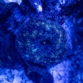 Galactic Mushroom