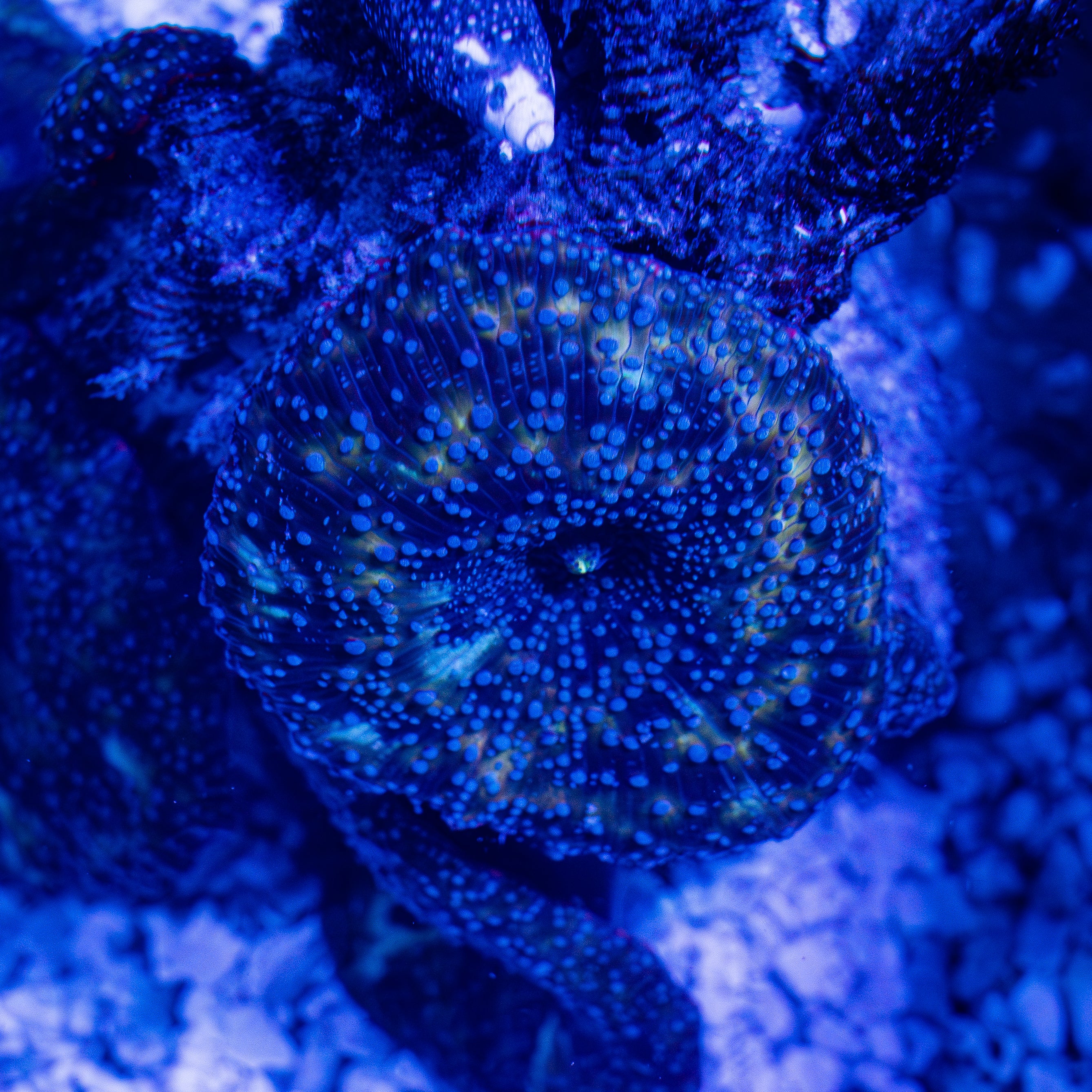 Galactic Mushroom