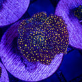Golden Interstellar Mushroom