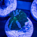 Green Streak Mushroom