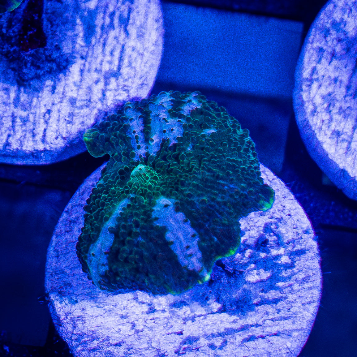 Green Streak Mushroom
