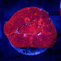 Bloodred Bowerbanki