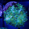 Funkadelic Mushroom