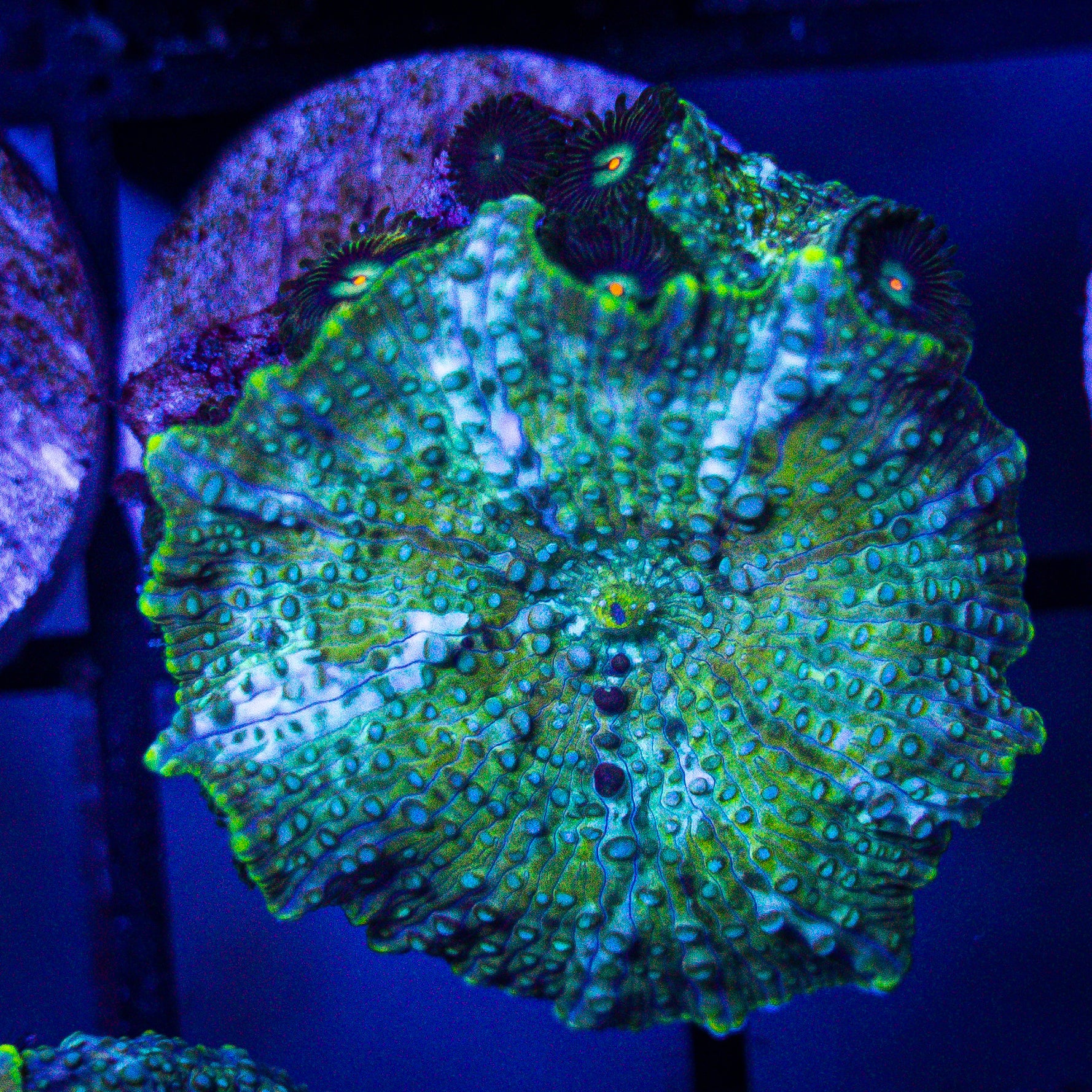 Funkadelic Mushroom
