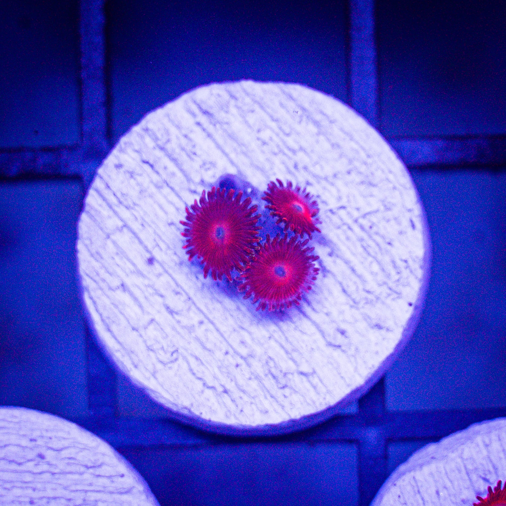 Red Micro Zoa