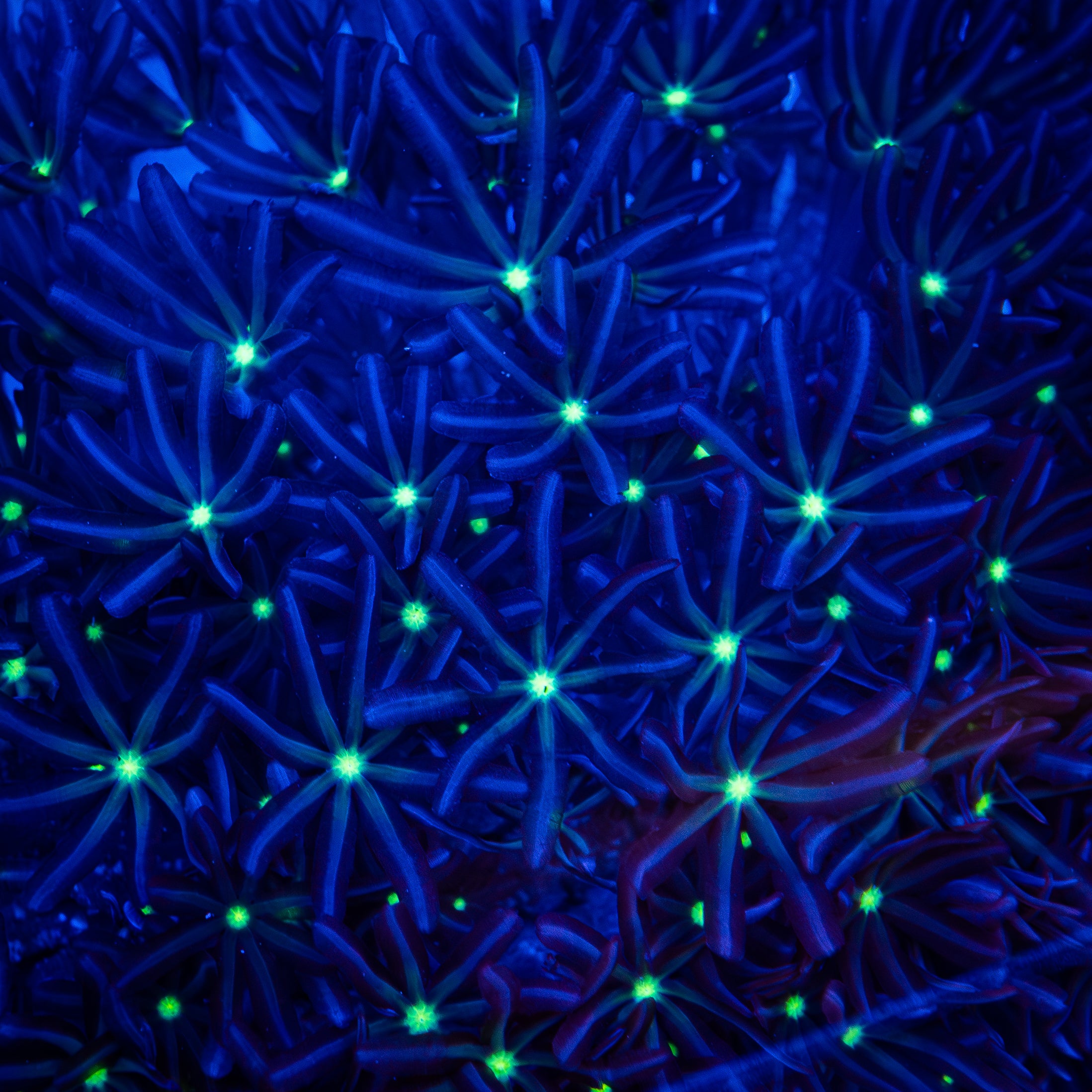 Daisy Clove Polyp