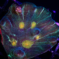 Av365 Dark Invader Pectinia