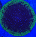 blue tip green rim Fungia