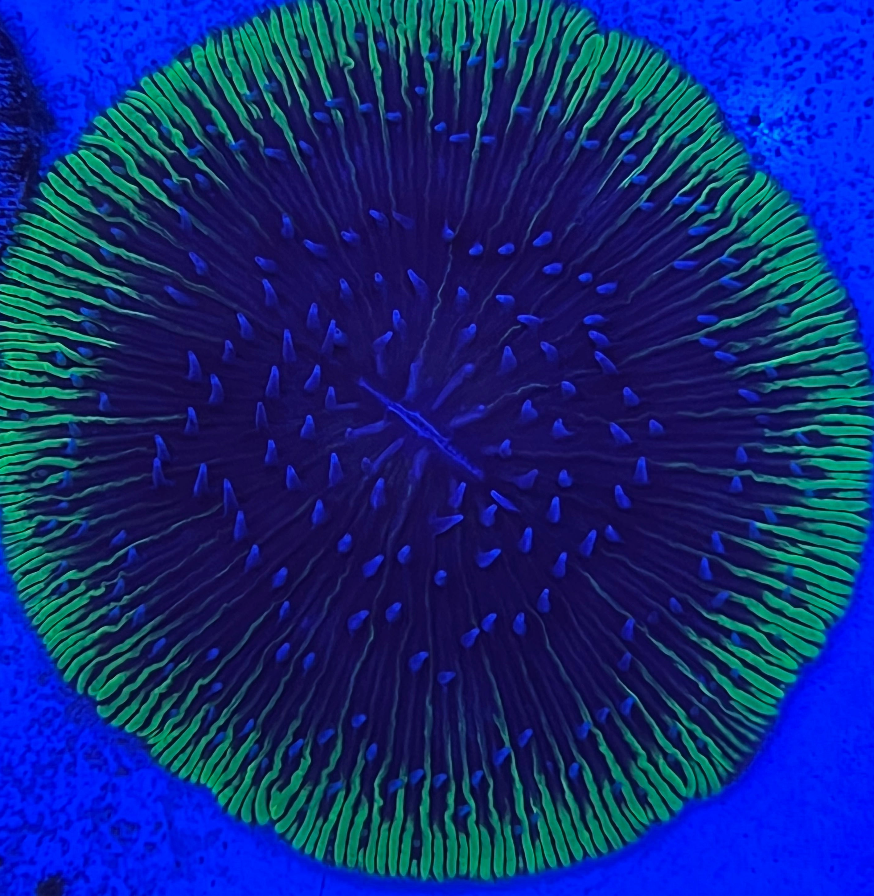 blue tip green rim Fungia