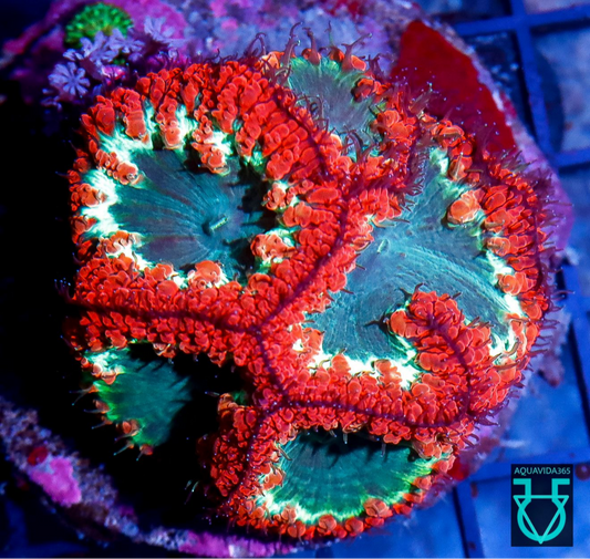 Blastomussa
