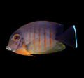Eiblii Mimic Tang