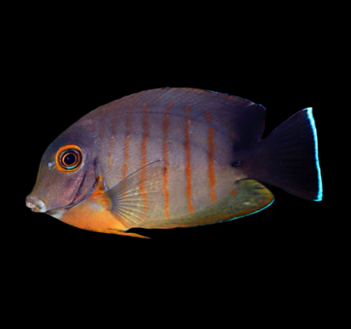Eiblii Mimic Tang