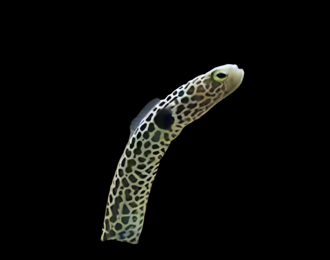 Green (Hass) Garden Eel - Heteroconger hassi