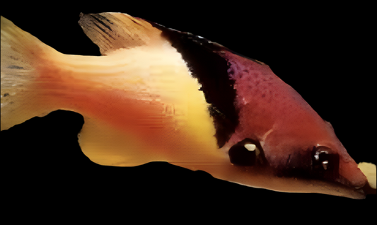 Eclipse Hogfish - Bodianus mesothorax