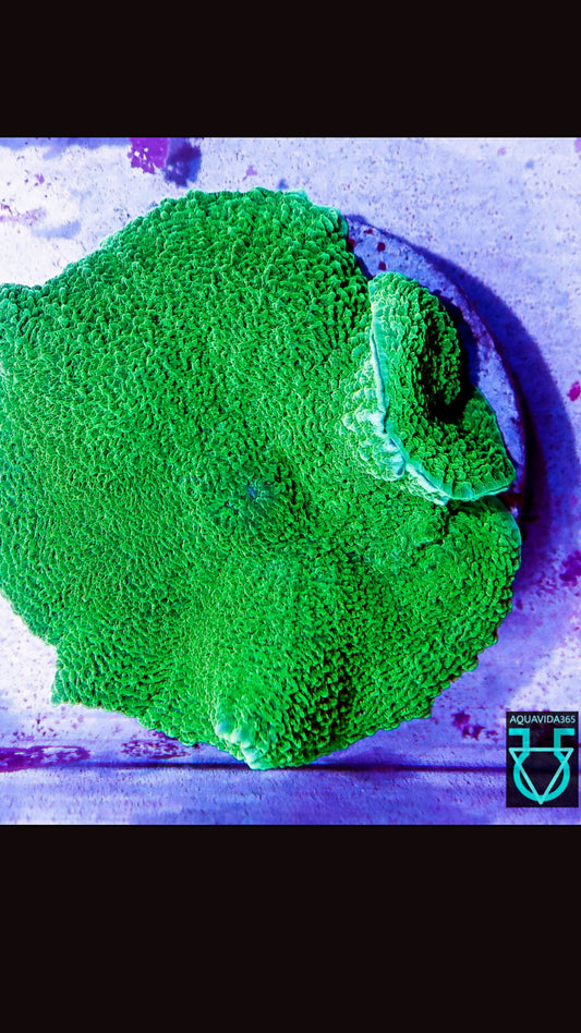 Green elephant ear mushroom