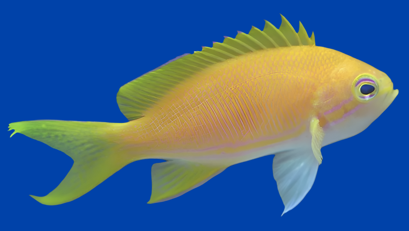 Square (Yellow) Anthias; Fem. - Pseudanthias pleurotaenia