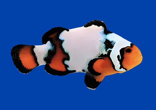 Black Ice Ocellaris Clown; Captive Bred - Amphiprion ocellaris