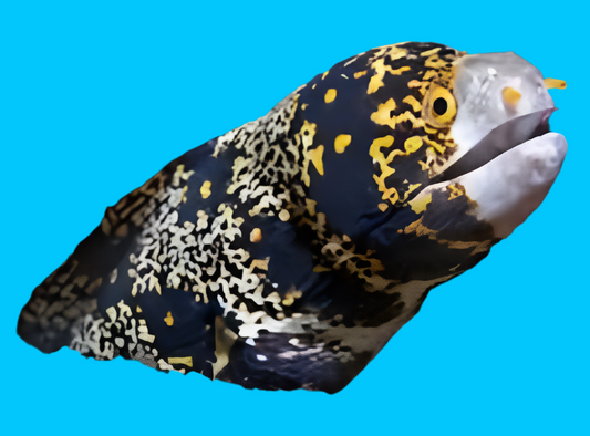 Snowflake Moray ( Hawaii )