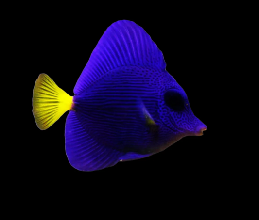Purple Tang