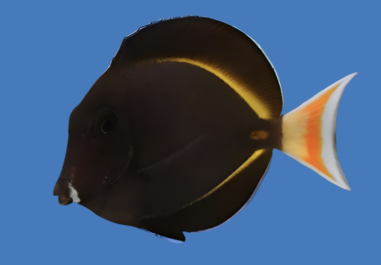 Achilles Hybrid Tang - Acanthurus achilles x glaucopareius