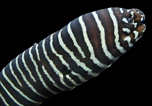 Zebra Moray - Gymnomuraena zebra