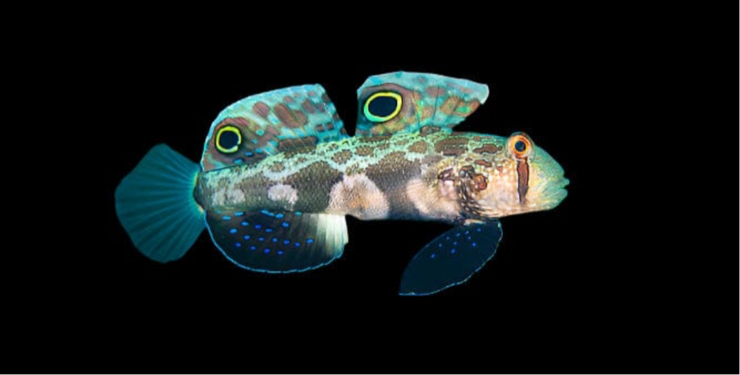 Twinspot (Signal) Goby