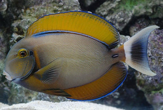 BarieneTang - Acanthurus bariene