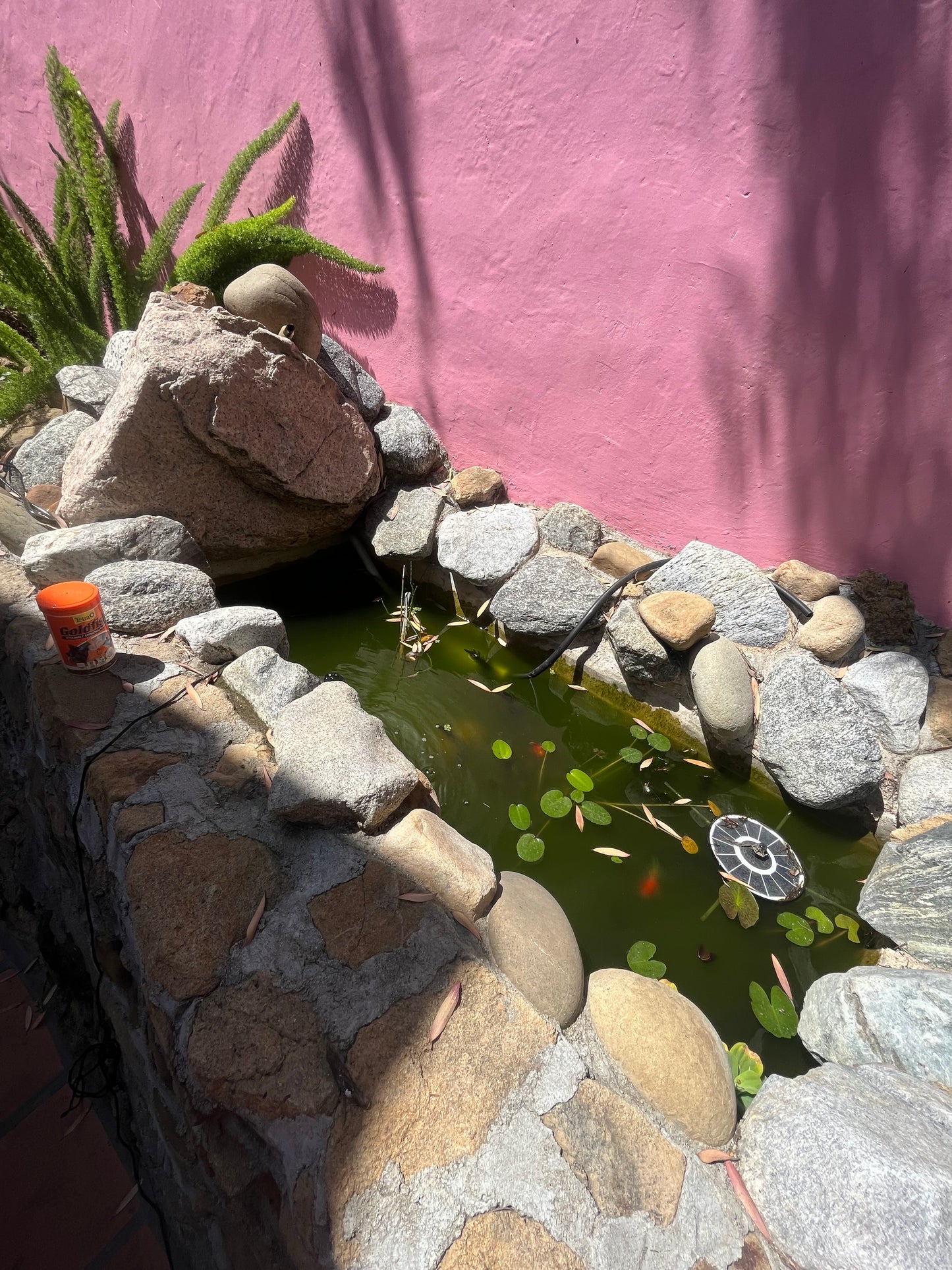 Aquarium & pond maintenance in Los Angeles California.