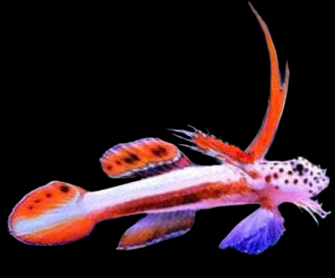 Flaming Prawn Goby - Stonogobiops griessingeri