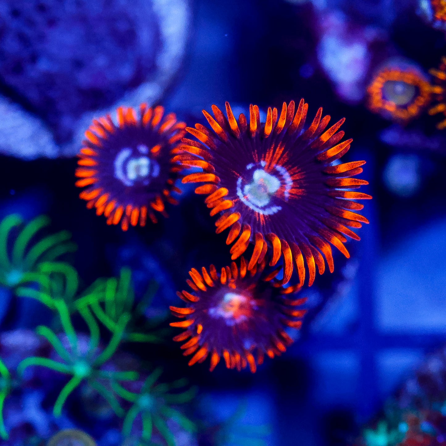 Zoanthid