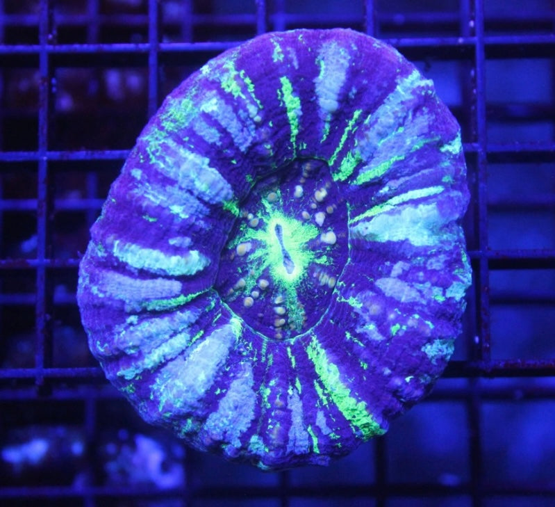 Unique Scoly