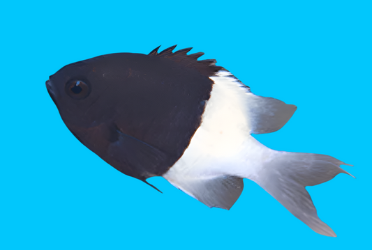 Bicolor Chromis - Africa