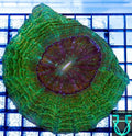 Mean Green Acantho WYSWYG