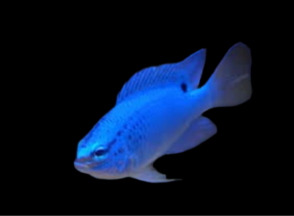 Blue Damsel