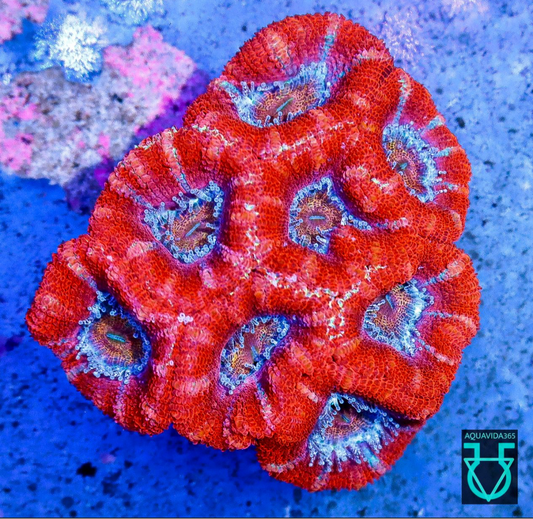 Acan red