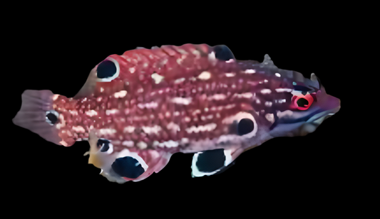 Dianas Hogfish (Juv)