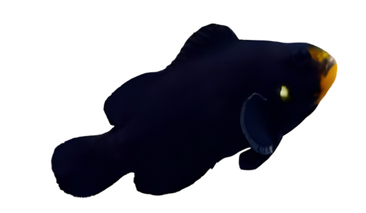 Midnight Ocellaris Clown (captive bred)