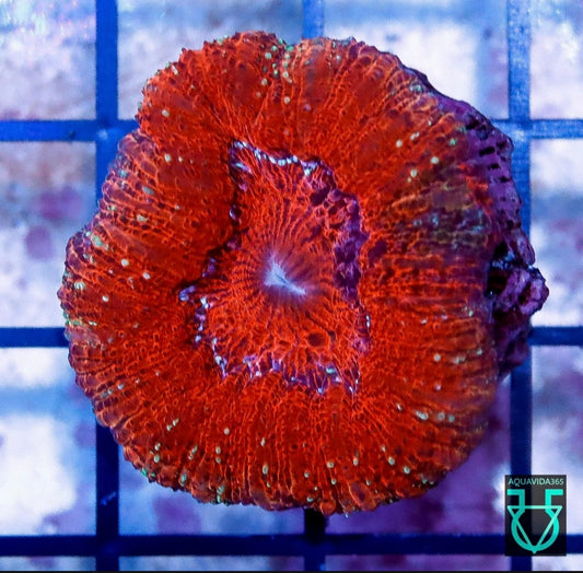 Acan Maxima