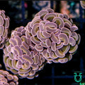 Rose Gold Hammer